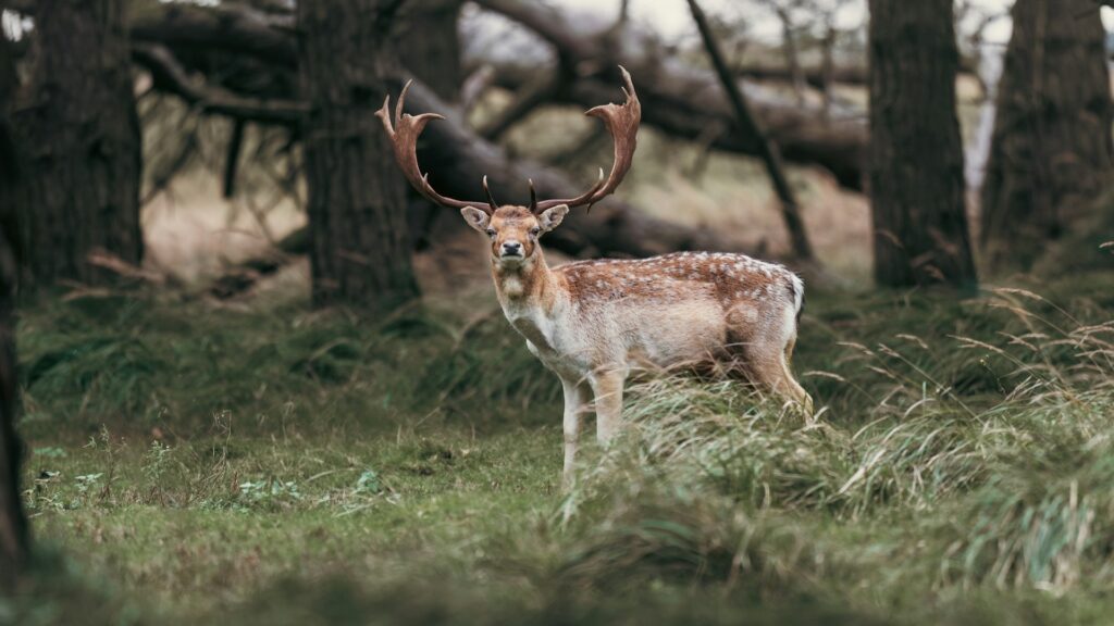 job vermeulen xuhdkpqw3cu unsplash